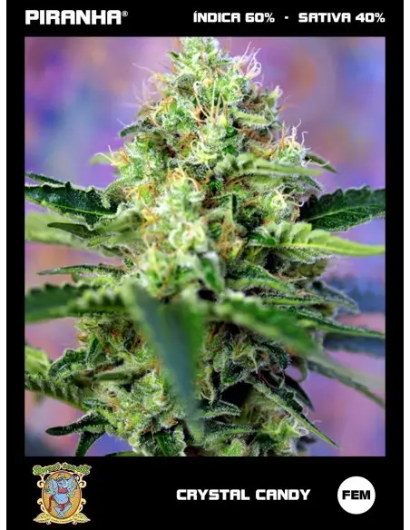 Crystal Candy (3+1u)
