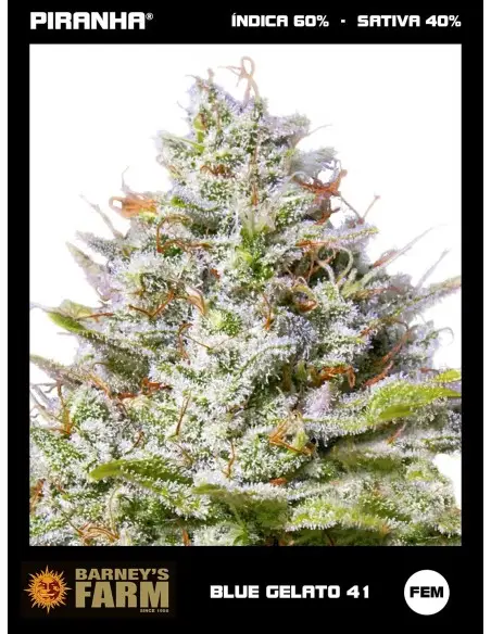 Blue Gelato 41 (3u)