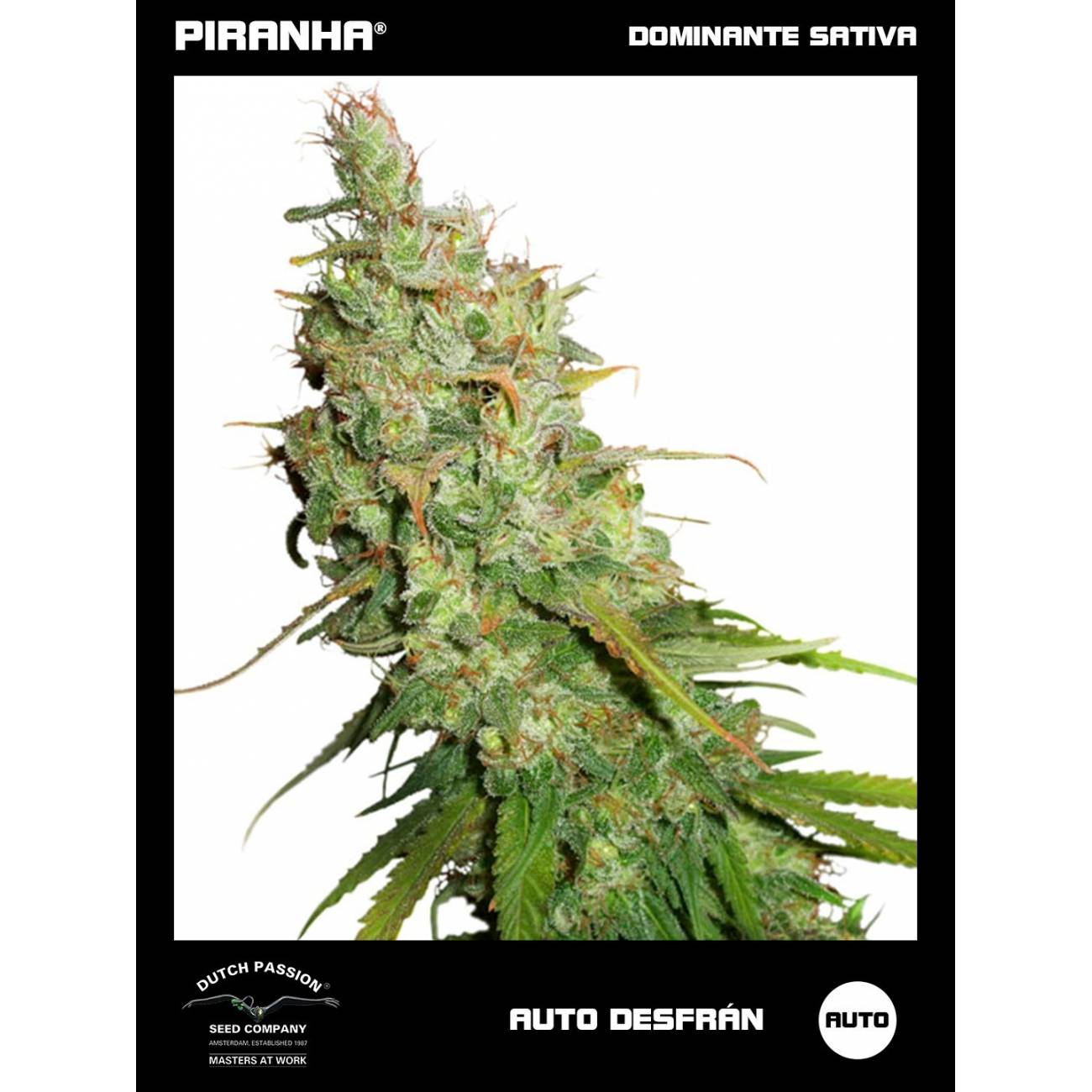 Auto Desfrán (3+1u)