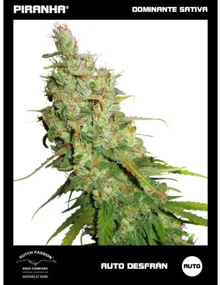 Auto Desfrán (3+1u)