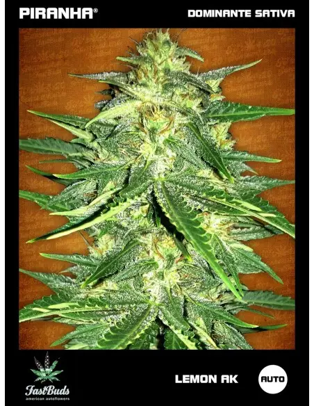 Lemon AK Auto (1u/3+2u/5+3u)