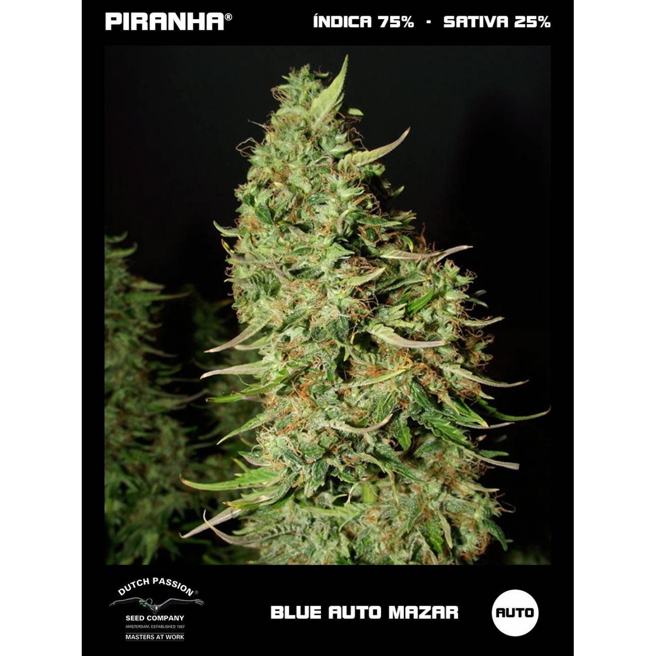 Blue Auto Mazar (3+1u)