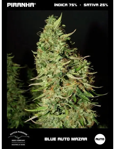 Blue Auto Mazar (3+1u)