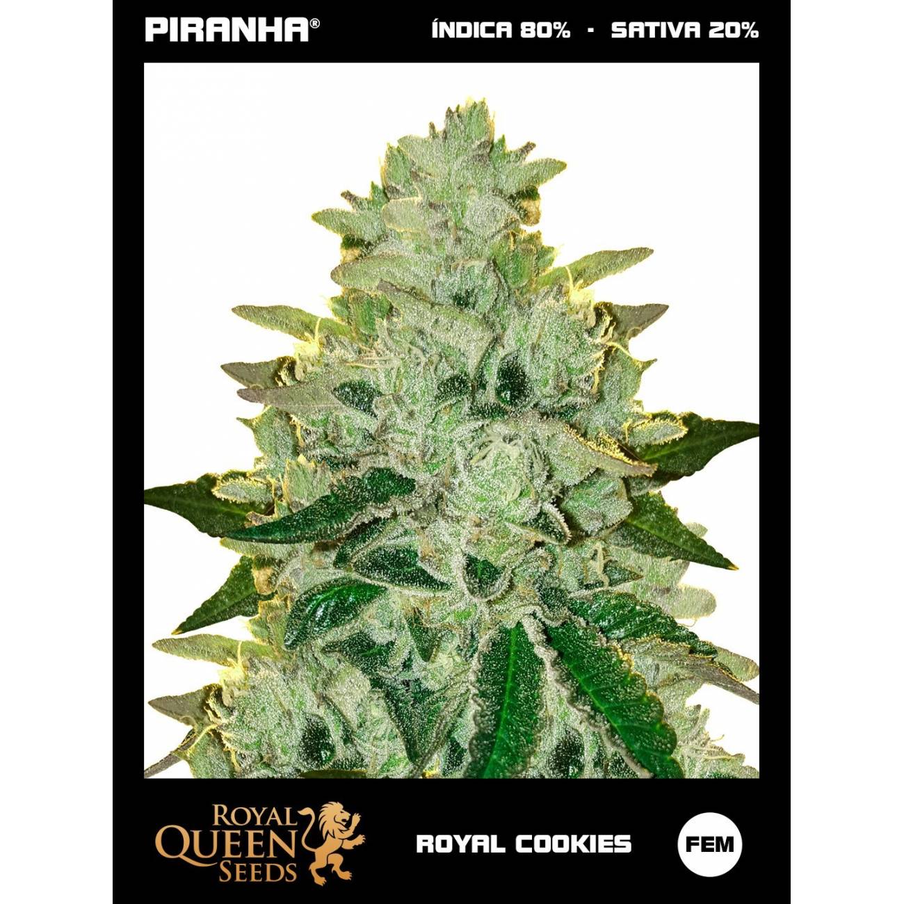 Royal Cookies USA (1u/3u/5u/10u)