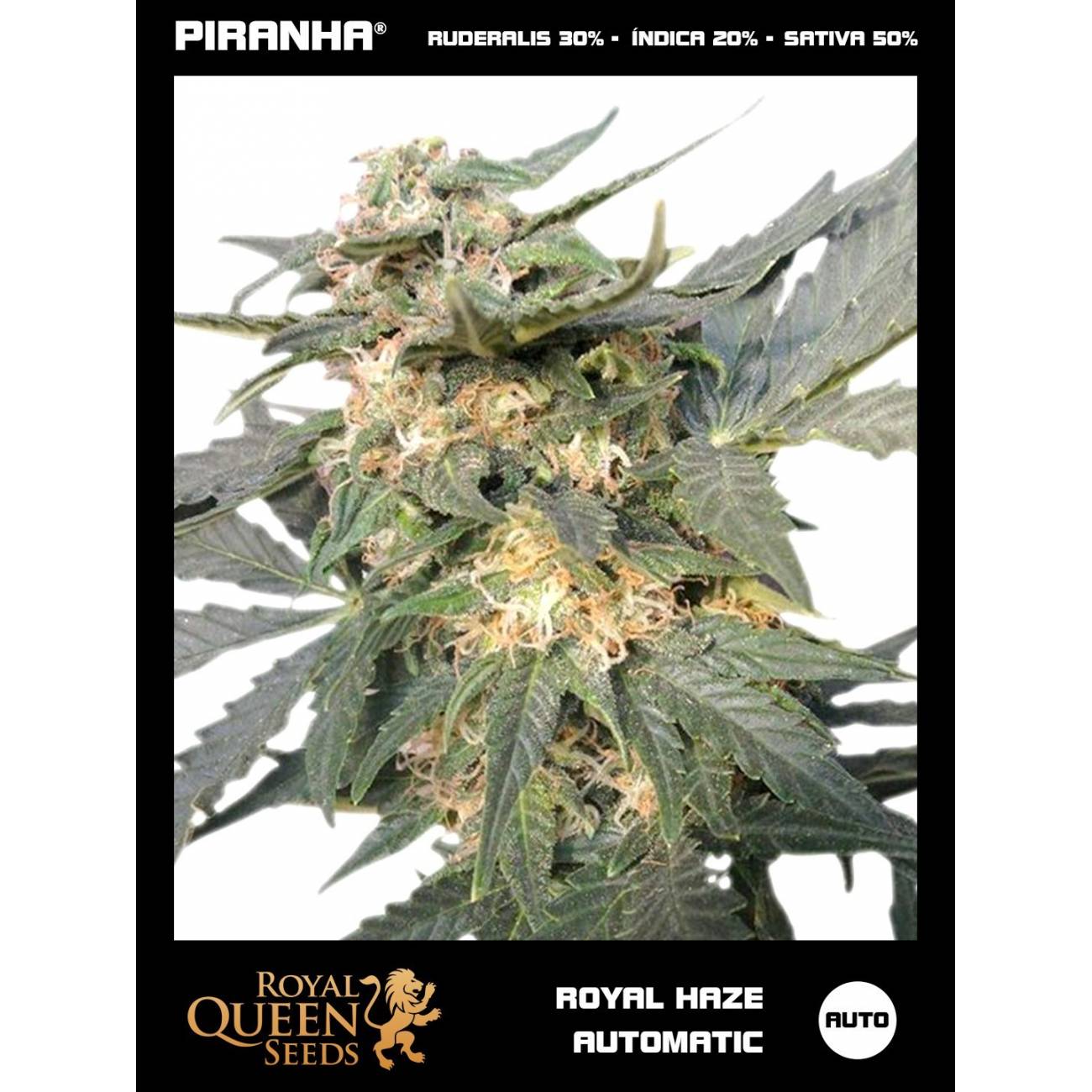 Royal Haze Auto (1u/3u/5u/10u)