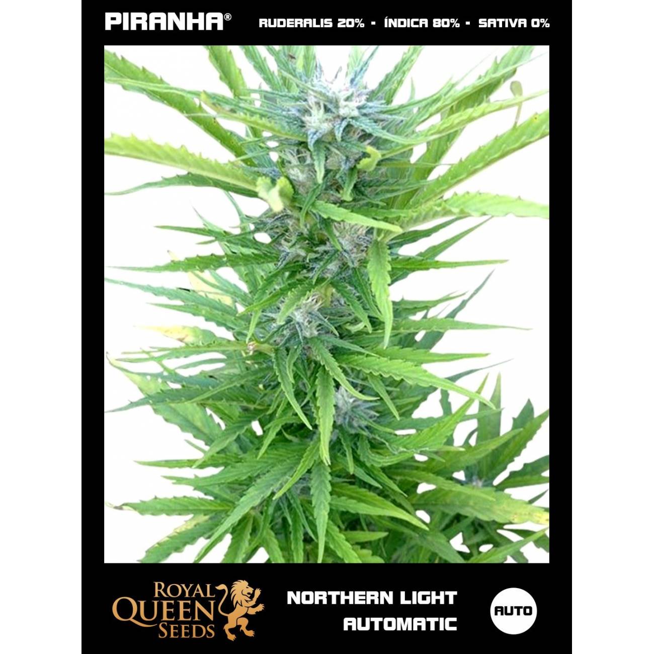 Northern Light Auto (1u/3u/5u/10u)