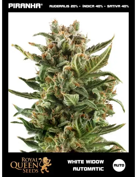 White Widow Auto...