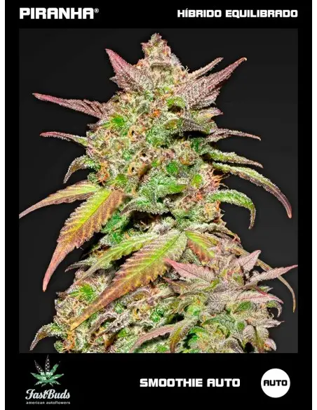 Smoothie Auto (1u/3+2u/5+3u)