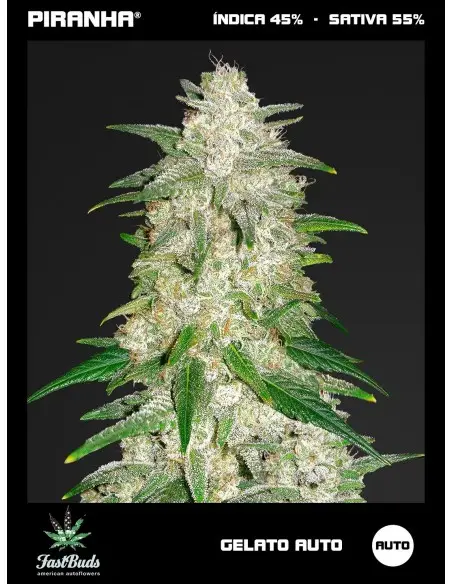 Gelato Auto (1u/3+2u)