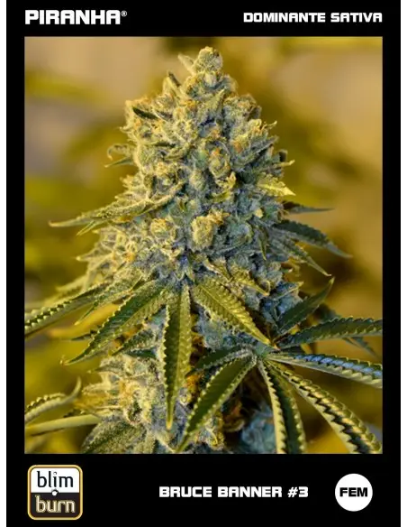 Bruce Banner N3 (3u)