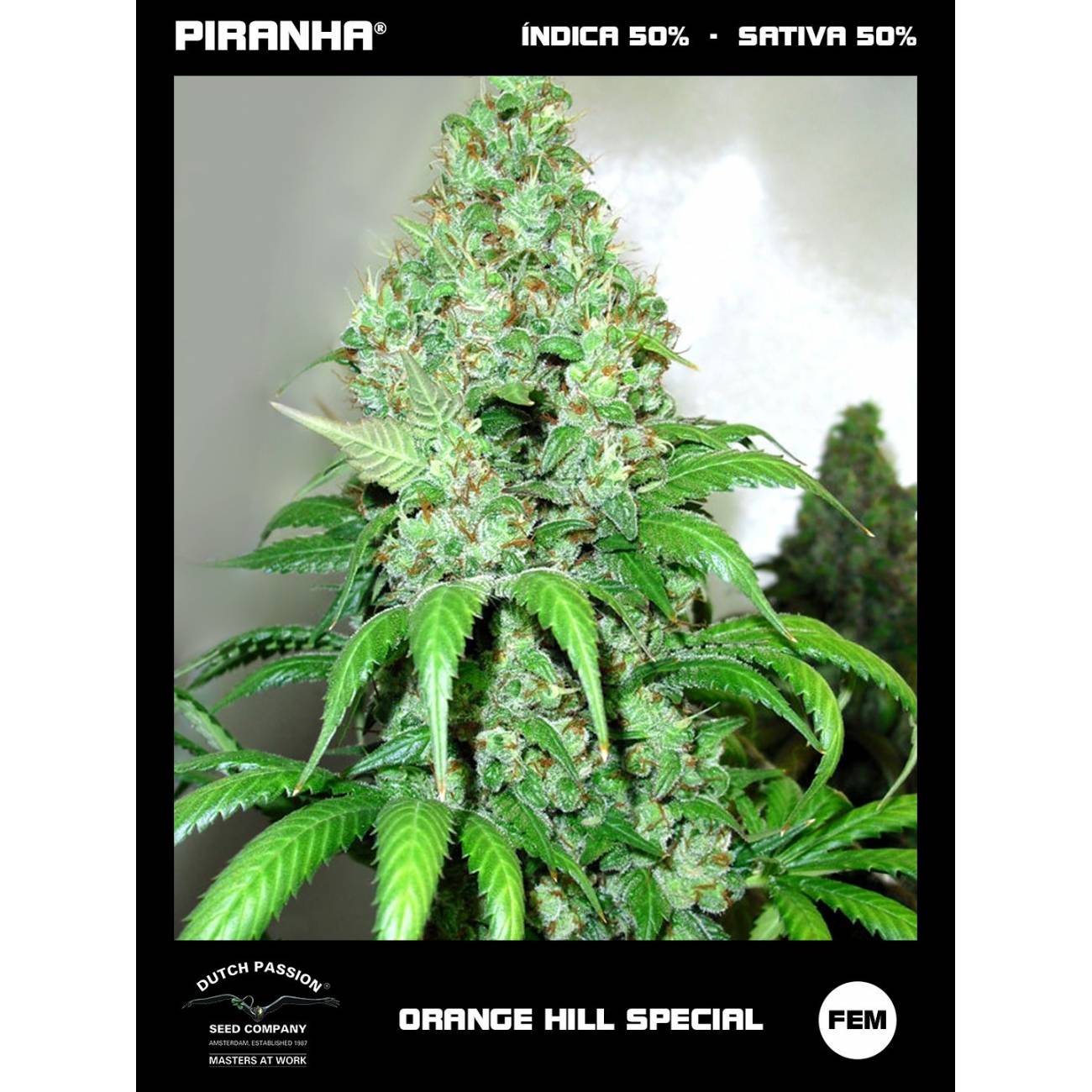 Orange Hill Special (3+1u)