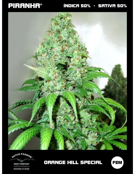 Orange Hill Special (3+1u)