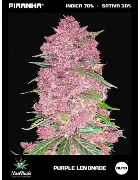 Purple Lemonade Auto (1u/3+2u)