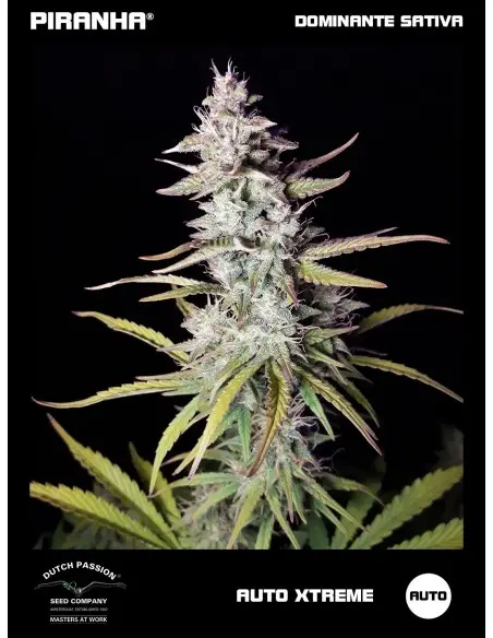 Auto Xtreme (3u)