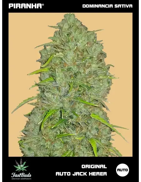 Original Jack Herer Auto...