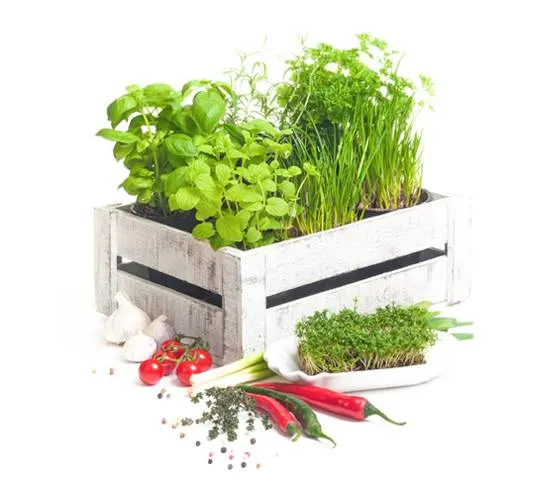 Semillas Huerto Urbano